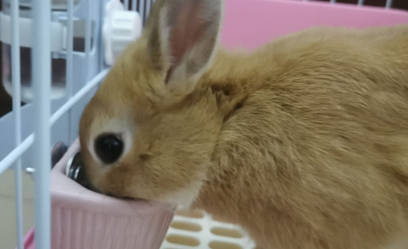 3斤成兔吃多少兔粮