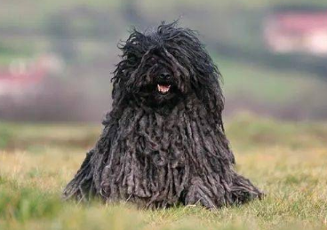 波利犬毛发怎么护理?这里有答案 波利犬毛发怎么护理?这里有答案