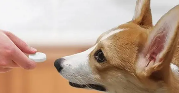 狗用的益生菌能给猫吃吗