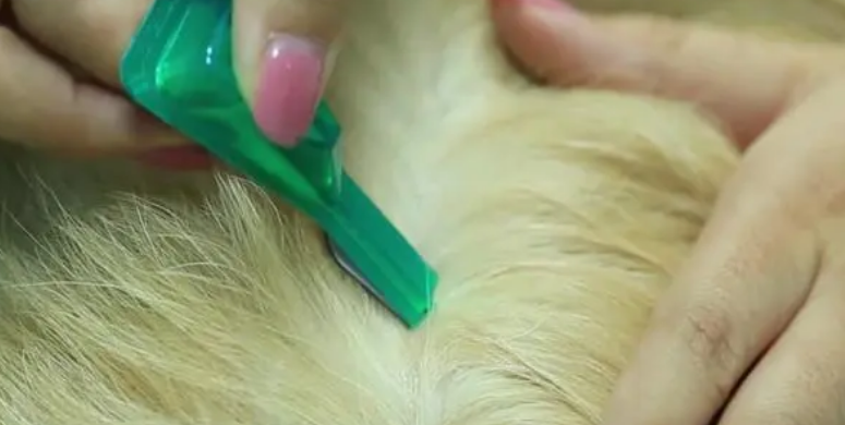 狗体外驱虫滴剂多少钱