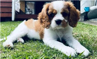 骑士查理王小猎犬乱吠叫,试试这个纠正方法!