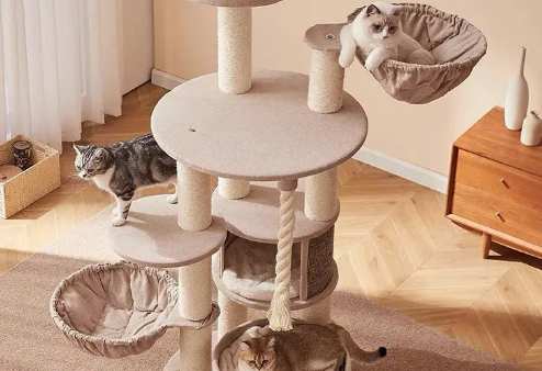 英短喜欢猫爬架吗 英短喜欢猫爬架吗