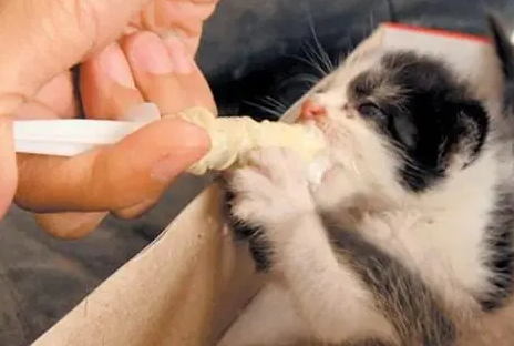 宠物益生菌怎么喂猫