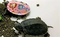 小龟粮一次喂几颗