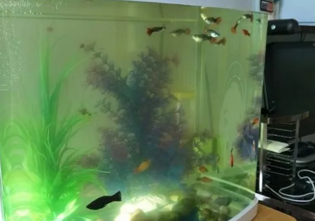 鱼缸水浑浊怎么处理