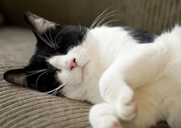 养猫不要养什么猫?想养的来了解下吧 养猫不要养什么猫?想养的来了解下吧