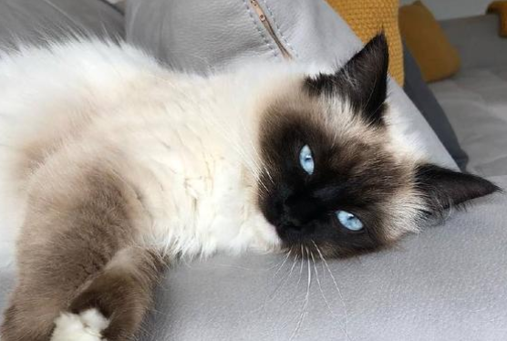 巴厘猫吃什么，你们的知道吗？