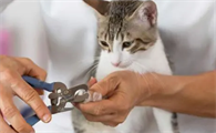 猫咪指甲可以剪吗