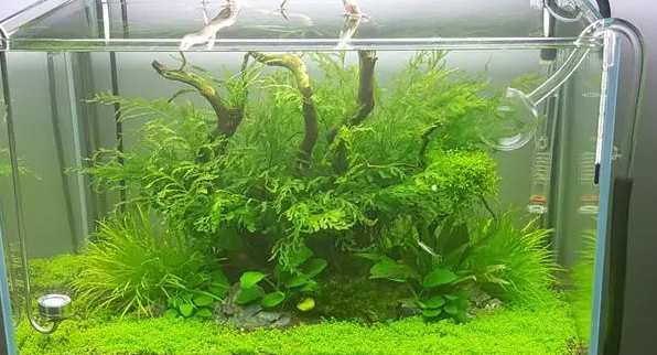 水草缸的水草怎样才能养好