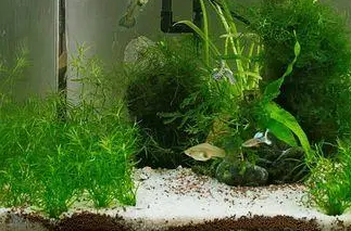40的缸用多少水草泥