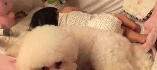 女主买菜回来发现爱犬不见，跑进婴儿房一看瞬间不淡定了