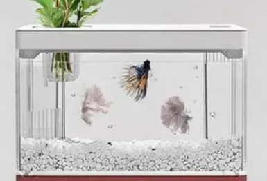 小鱼缸能养水草吗