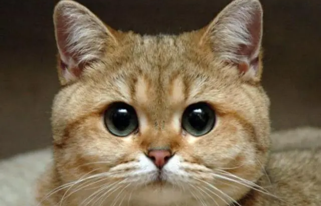 猫咪用的眼药水多少钱