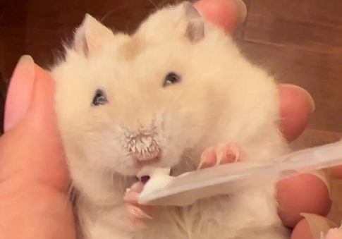 仓鼠可以吃猫条嘛