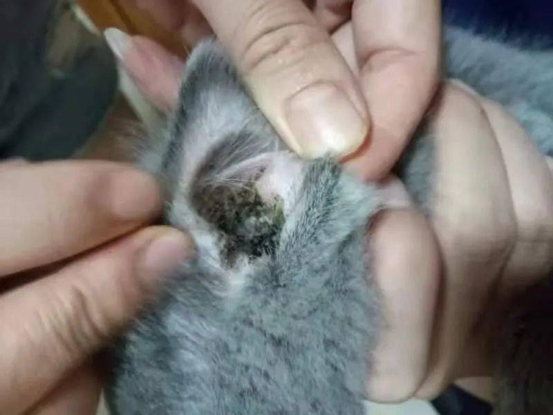 给猫咪除耳螨多少钱 给猫咪除耳螨多少钱