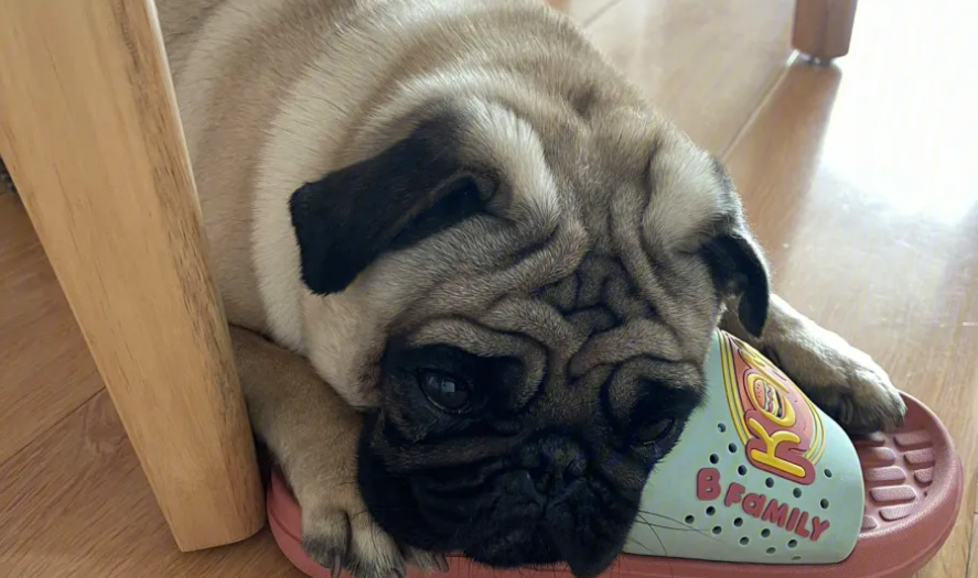 巴哥犬拉肚子吃什么药，养狗须知！