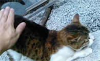 打猫哪里最疼却打不坏
