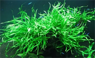 新手养鱼种什么水草