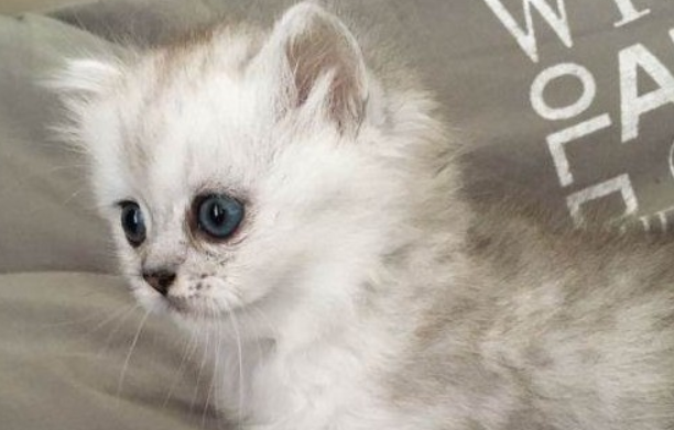 养猫猫毛会吸进肺里吗？饲养须知~