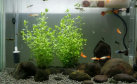 鱼缸里面有水草有鱼需要加氧吗