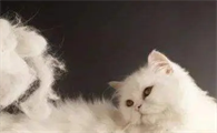 为什么养猫改命