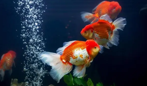 鱼缸增氧泵品牌