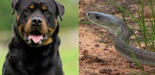 宠物犬对着沙发吠叫，还不让主人靠近