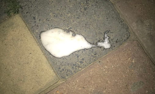 狗吐酸奶一样的东西