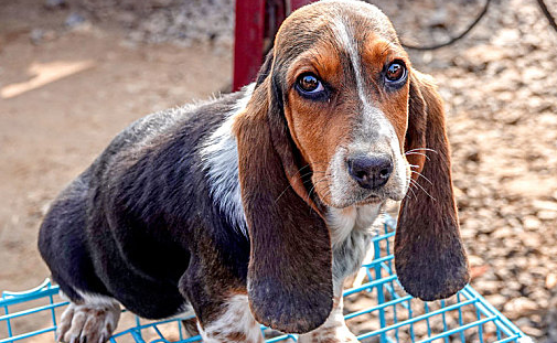 巴吉度犬训练，一定要讲究方法！
