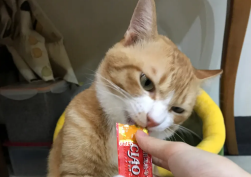 宠物狗可以吃猫条吗