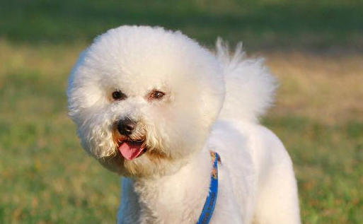 比熊犬一般多少钱一只?这就来告诉你 比熊犬一般多少钱一只?这就来告诉你