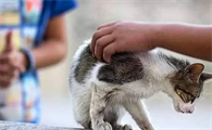 养猫的人容易得癌症
