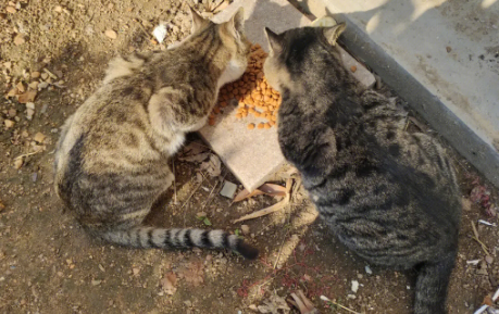 流浪猫能养吗?想养的主人来看看 流浪猫能养吗?想养的主人来看看