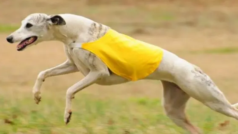 惠比特犬怎么饲养？一文告诉你！
