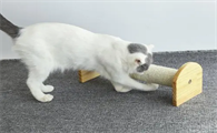 猫抓板的作用