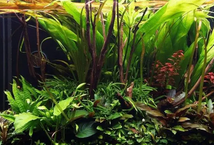 水族箱水草养殖方法