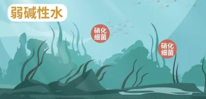 硝化菌对人体有害吗 硝化菌对人体有害吗