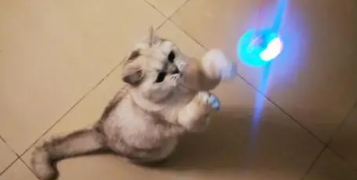 猫为什么会怕日光灯？主人须知
