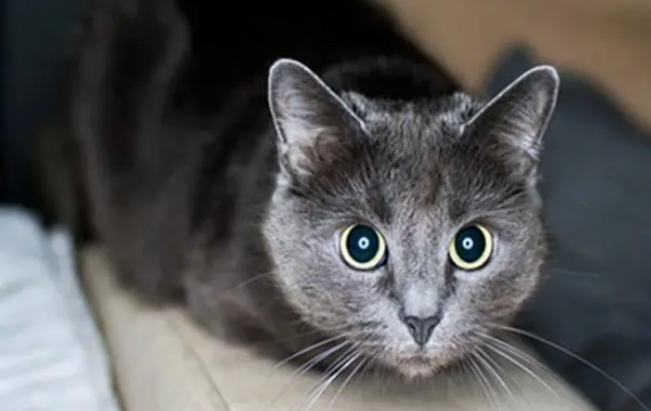 科拉特猫幽门阻塞有哪些症状?铲屎官来了解下吧 科拉特猫幽门阻塞有哪些症状?铲屎官来了解下吧