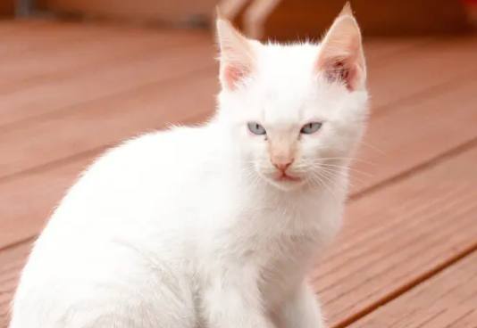 猫丢了白天找还是晚上找