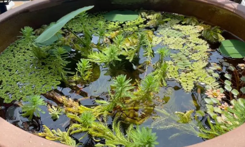 古法养鱼用哪种水草-宠物网