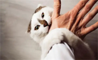猫为什么生气咬人?此文帮你解答