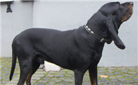 黑褐猎浣熊犬咳嗽吃什么?可以试试这几招