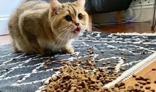 猫吐了一堆软化的猫粮是怎么回事?这里可以了解~ 猫吐了一堆软化的猫粮是怎么回事?这里可以了解~
