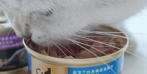猫罐头一次喂多少才合适? 猫罐头一次喂多少才合适?