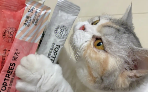 猫条可以补充猫的营养吗