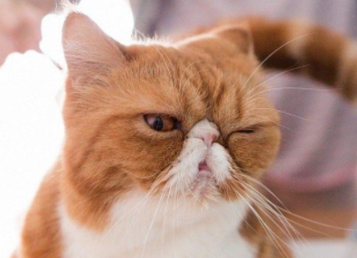 养宠小知识:猫可不可以听懂人话? 养宠小知识:猫可不可以听懂人话?