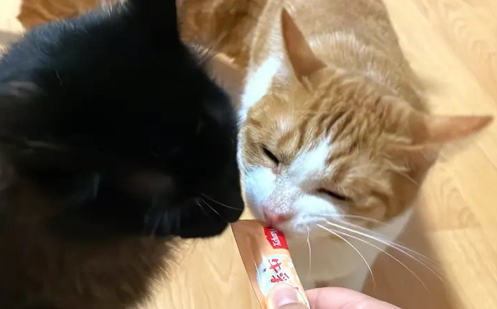 两个月的小猫能吃猫条吗 两个月的小猫能吃猫条吗