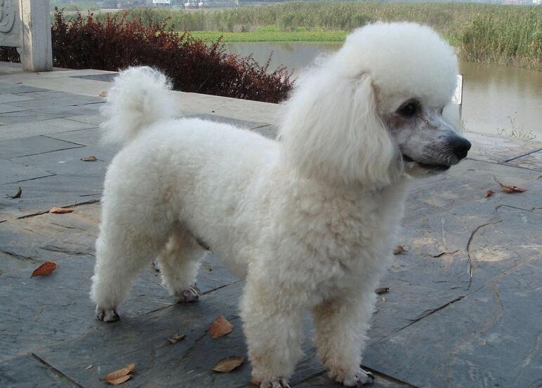 贵宾犬为什么要断尾巴？原因很简单