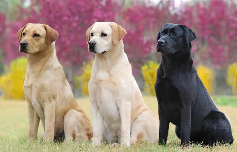安静的伴侣犬推荐给你们~